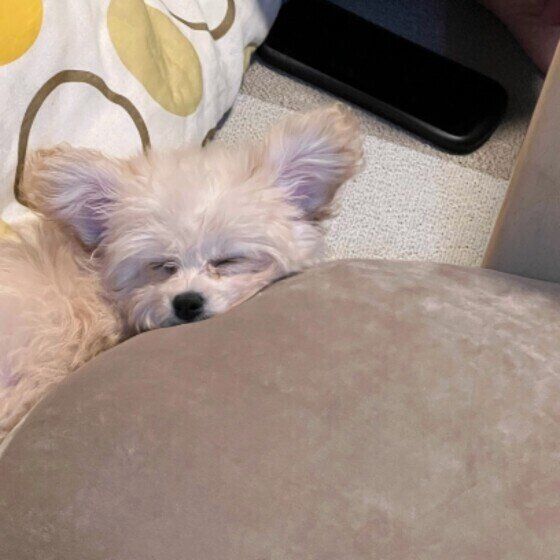 寝ているときに ムニャムニャ クゥーン 犬の寝言からわかること 獣医師解説 いぬのきもちweb Magazine