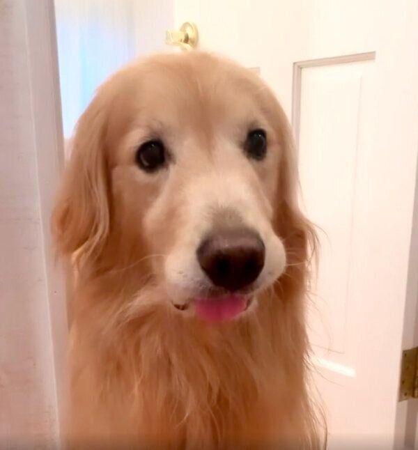 飼い主さんのことを待っているエリックくん