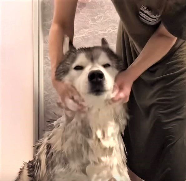 洗われるシベリアン・ハスキー