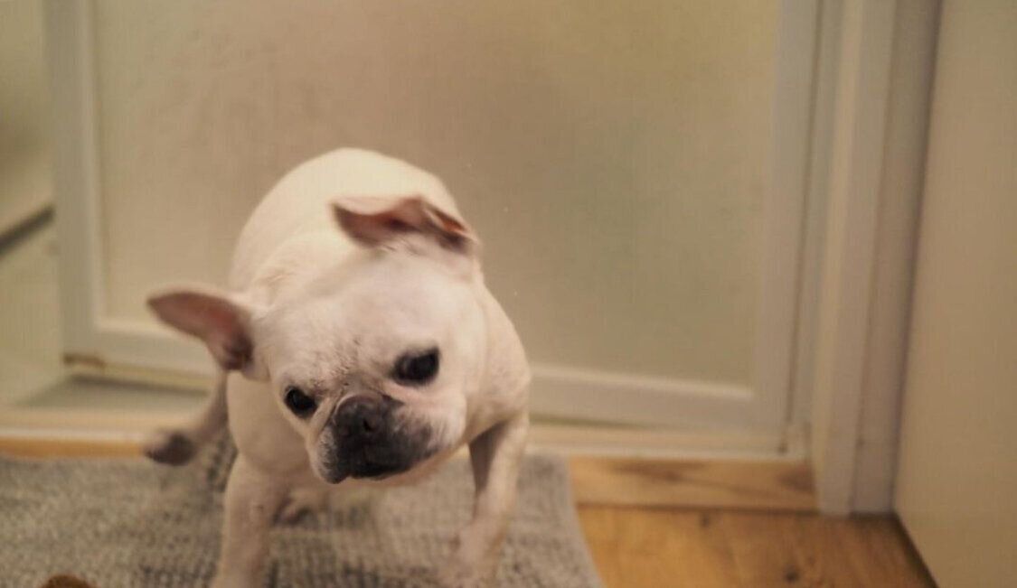 お風呂から出てくるきなこちゃん