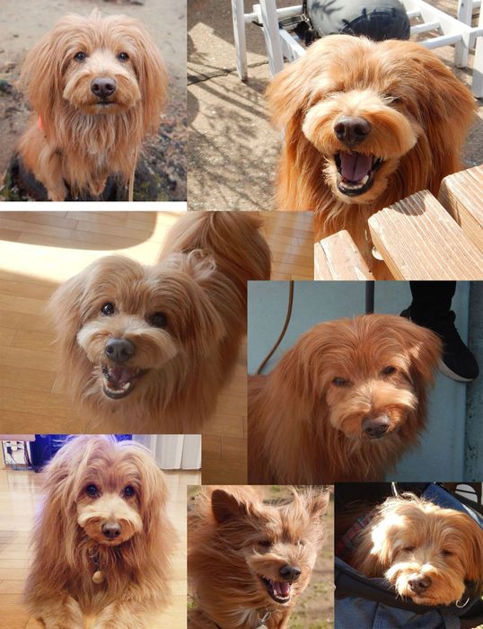 連載「こぐま犬てんすけ」