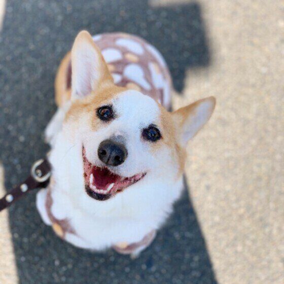 ウェルシュ・コーギー・ペンブローク いぬのきもち