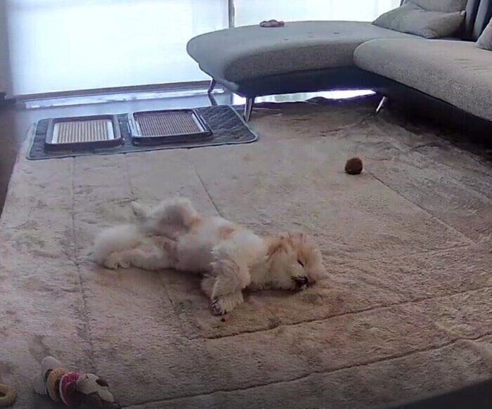 留守番中にリラックスして過ごすぽん酢ちゃん