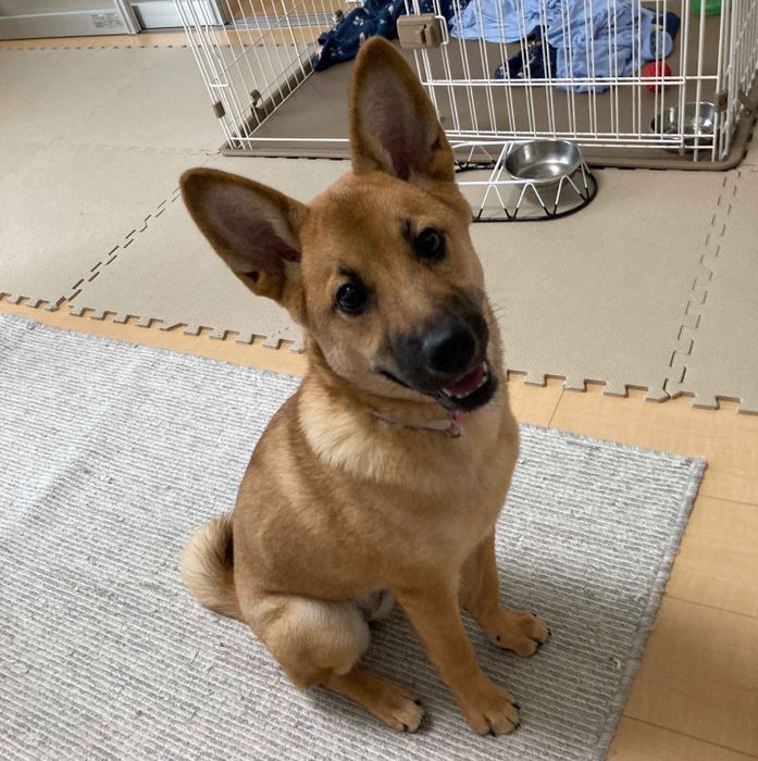 笑顔の表情の犬