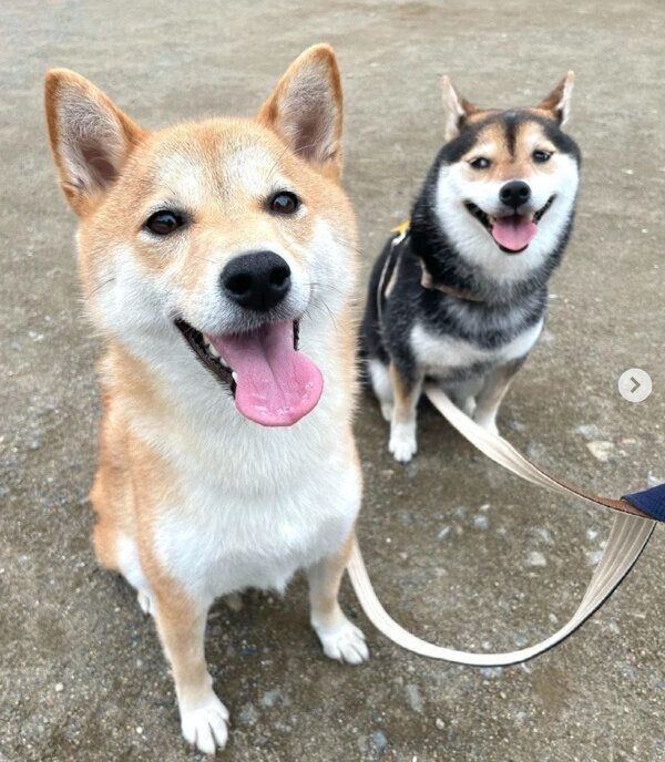仲良しなごまちゃんとつくねちゃん