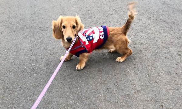 散歩するミニチュア・ダックスフンド