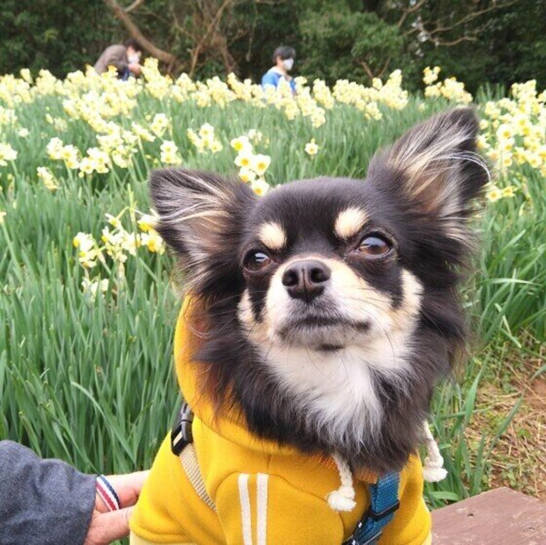 犬のストレスはしぐさに出る レベル別 ストレスサインまとめ いぬのきもちweb Magazine 犬のストレスはしぐさに出る レベル別 ストレスサインまとめ いぬのきもちweb Magazine