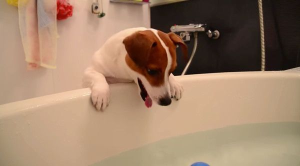 ボールが欲しいジャック・ラッセル・テリア