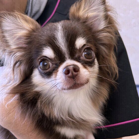 犬が人にみせるさりげない愛情表現とは？ 愛犬からのサインに気がつくポイント いぬのきもち