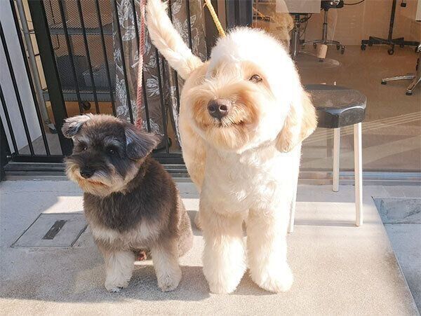 シャンプーしたあとのジェスくんとブルースくん