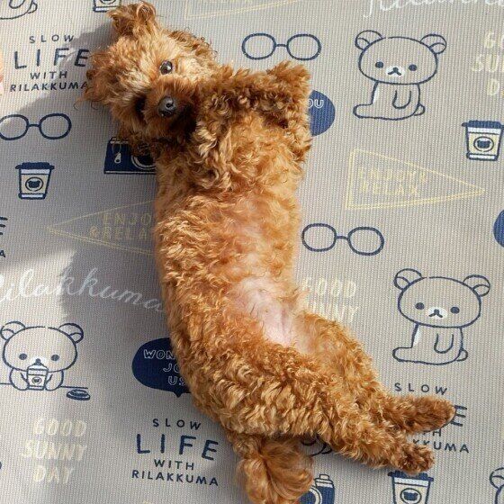 日向ぼっこするトイ・プードルの男の子