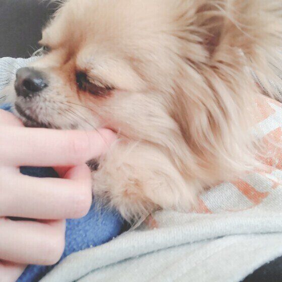 撫でられる犬
