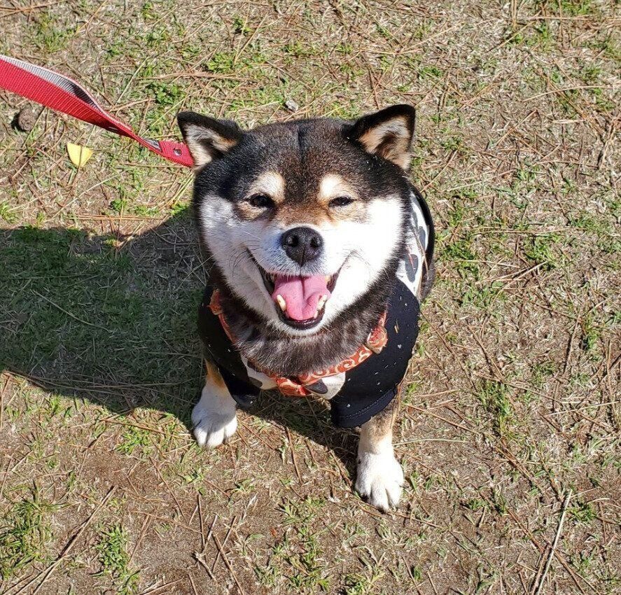笑顔の表情の柴犬