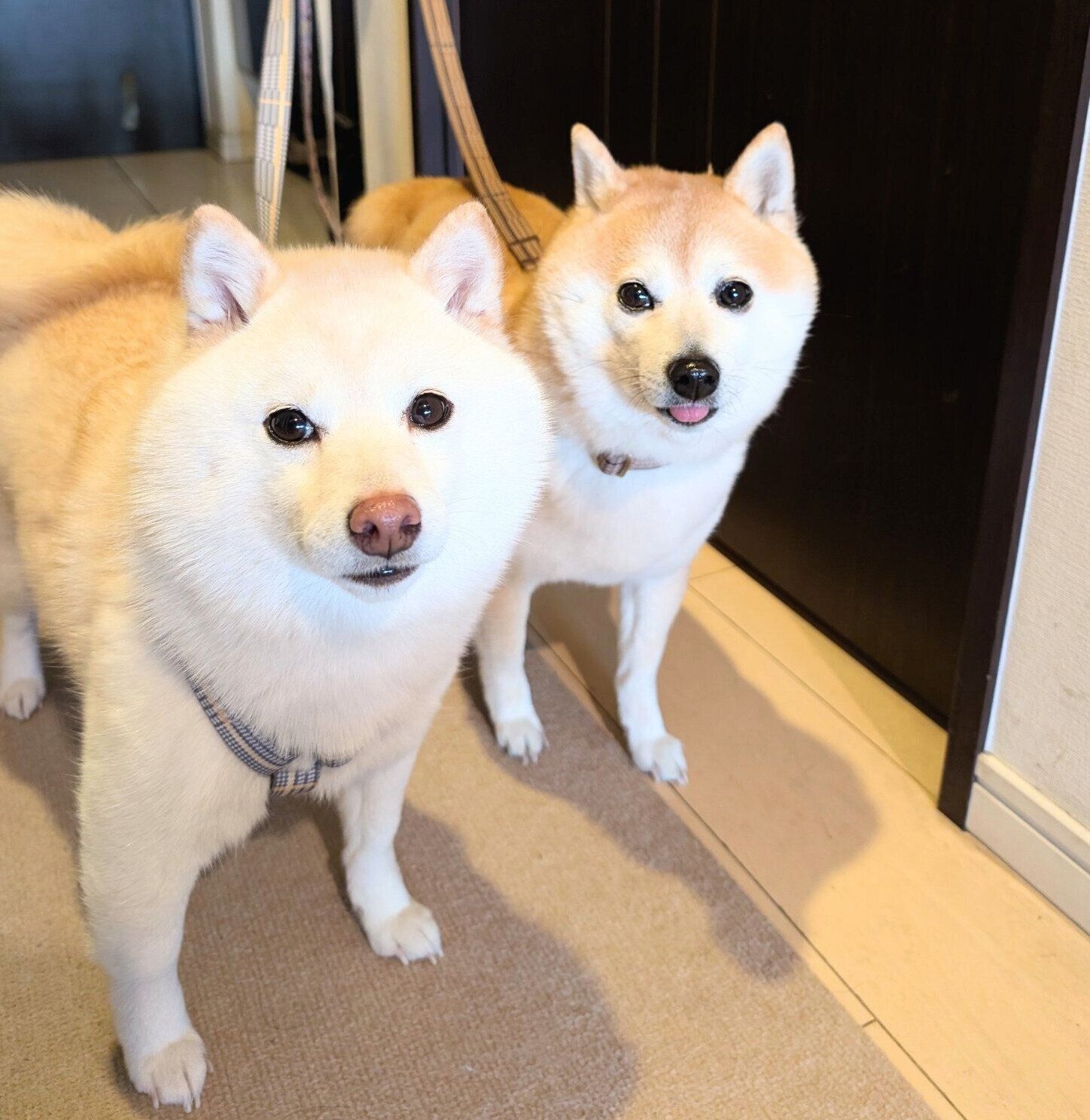 くるみちゃんと餅子ちゃん