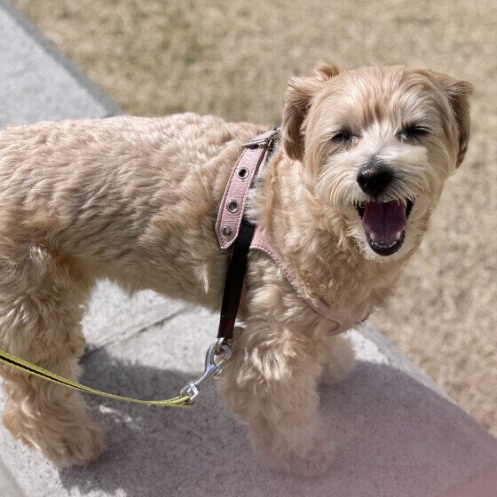 お散歩するmocoちゃん(Mix)