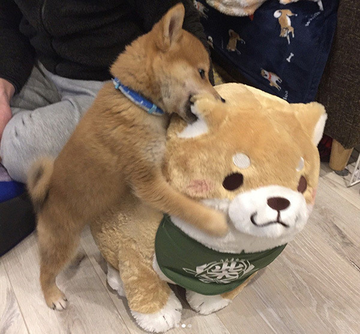 かわいさ倍増 忠犬もちしば が好きな柴犬ワンコたちを集めました いぬのきもちweb Magazine かわいさ倍増 忠犬もちしば が好きな柴犬ワンコたちを集めました いぬのきもちweb Magazine