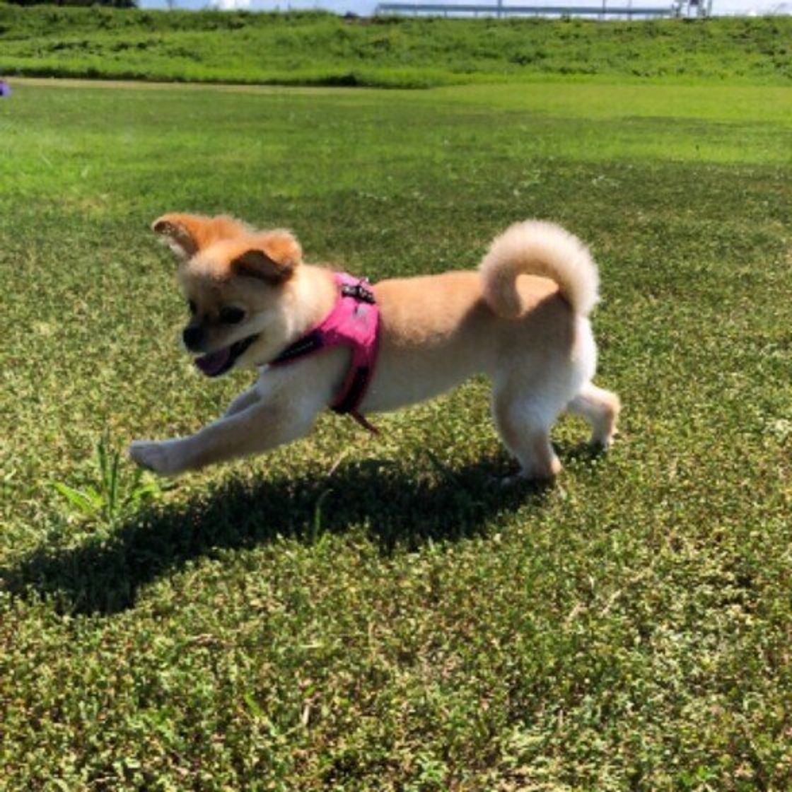 獣医師監修 犬が遠吠えする理由 鳴き声や疑問 やめさせ方を紹介 いぬのきもちweb Magazine 獣医師監修 犬が遠吠えする理由 鳴き声や疑問 やめさせ方を紹介 いぬのきもちweb Magazine