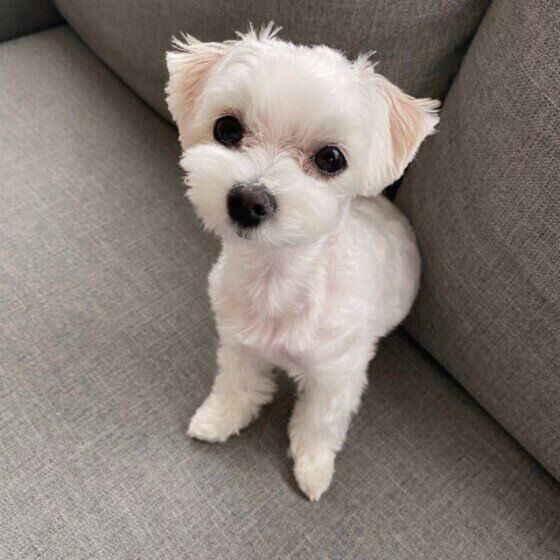 見つめるマルチーズ