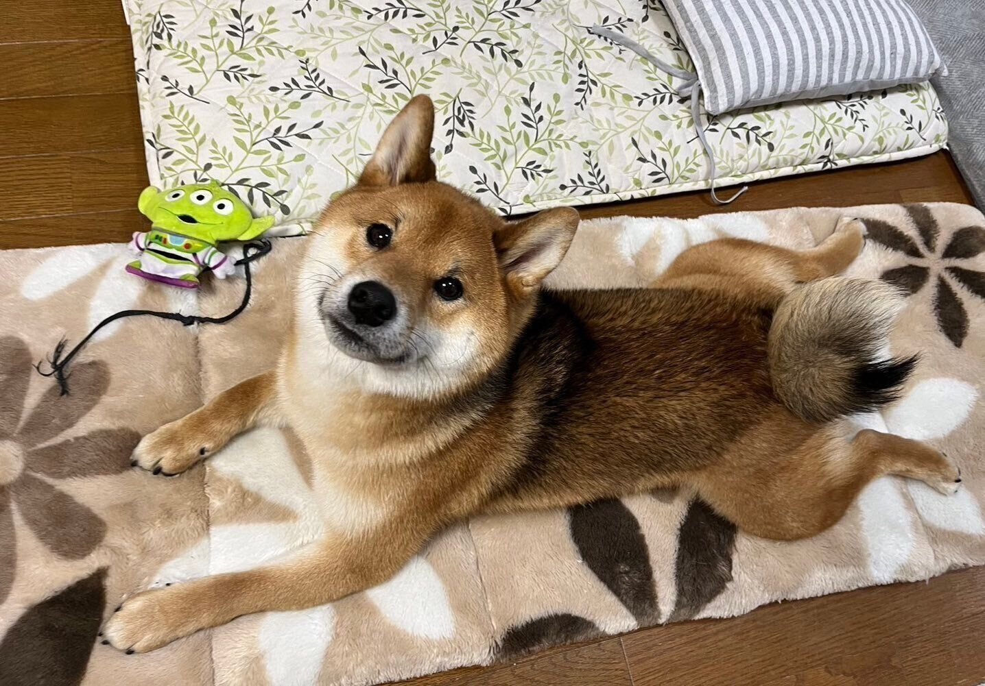 まったりするくまくん