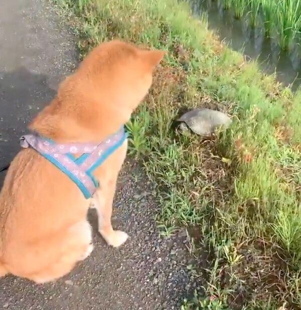 亀と交信中の銀次くん