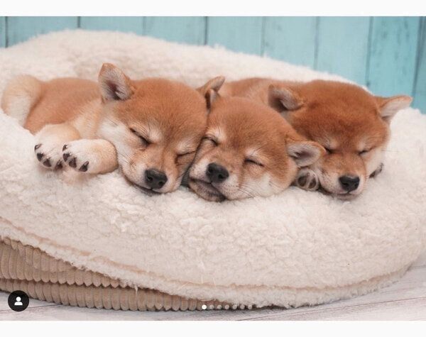 ちまきちゃん、権三くん、ルーカスくん