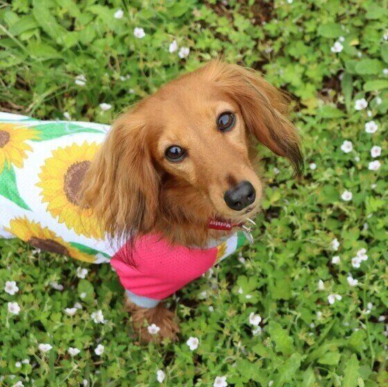 ミニチュア・ダックスフンドのユリアちゃん