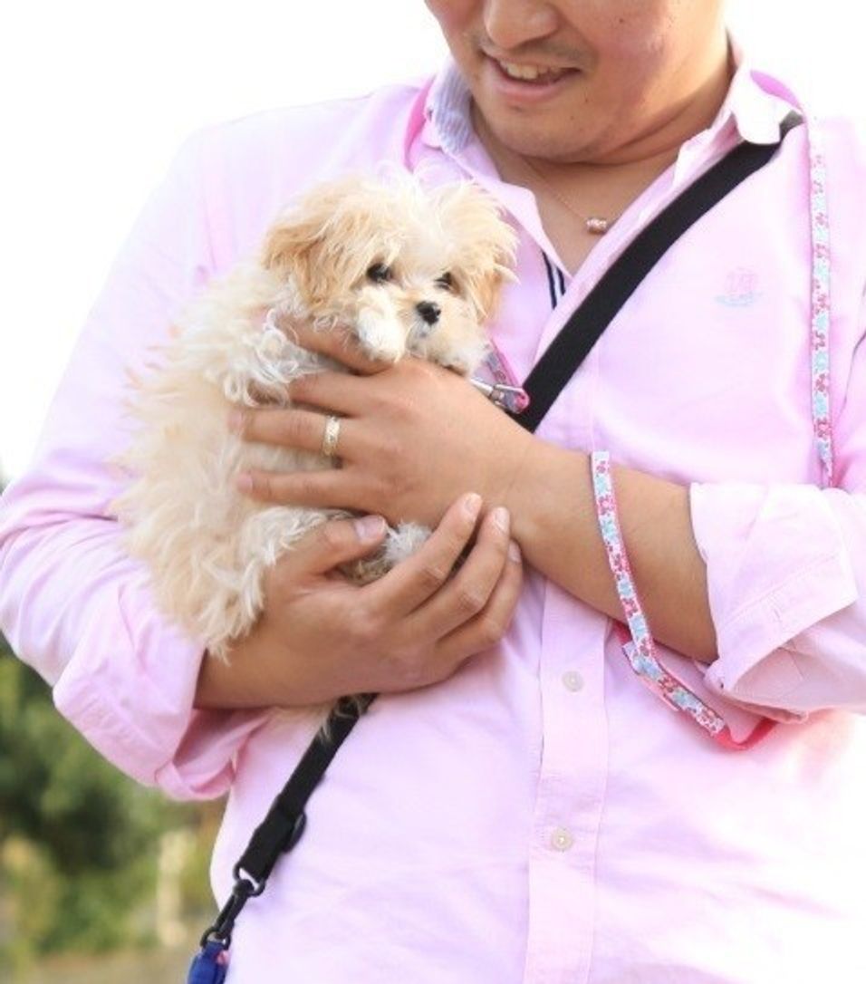 愛犬を 吠えない体質 にするたった2つのルールがあった いぬのきもちweb Magazine 愛犬を 吠えない体質 にするたった2つのルールがあった いぬのきもちweb Magazine