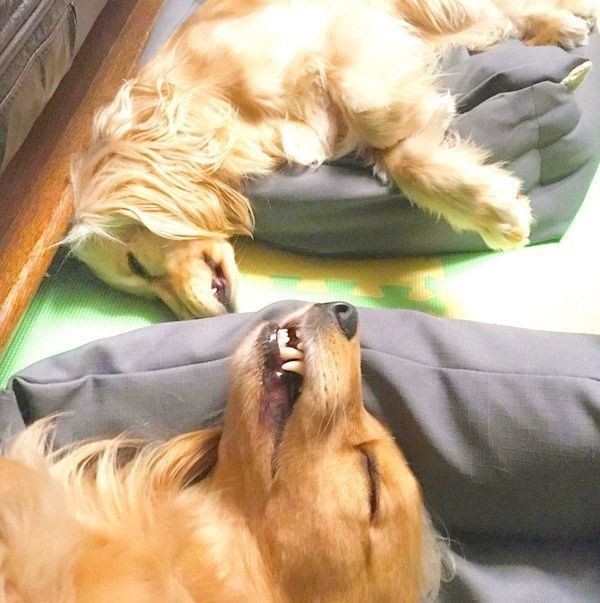 寝顔がシンクロするはちみつちゃんとクレヨンちゃん