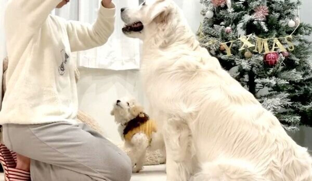 新入り犬にお手を教えるはずが 先住犬が乱入 得意気な できますアピール が反則級の可愛さだった いぬのきもちweb Magazine 新入り犬にお手を教えるはずが 先住犬が乱入 得意気な できますアピール が反則級の可愛さだった いぬのきもちweb Magazine