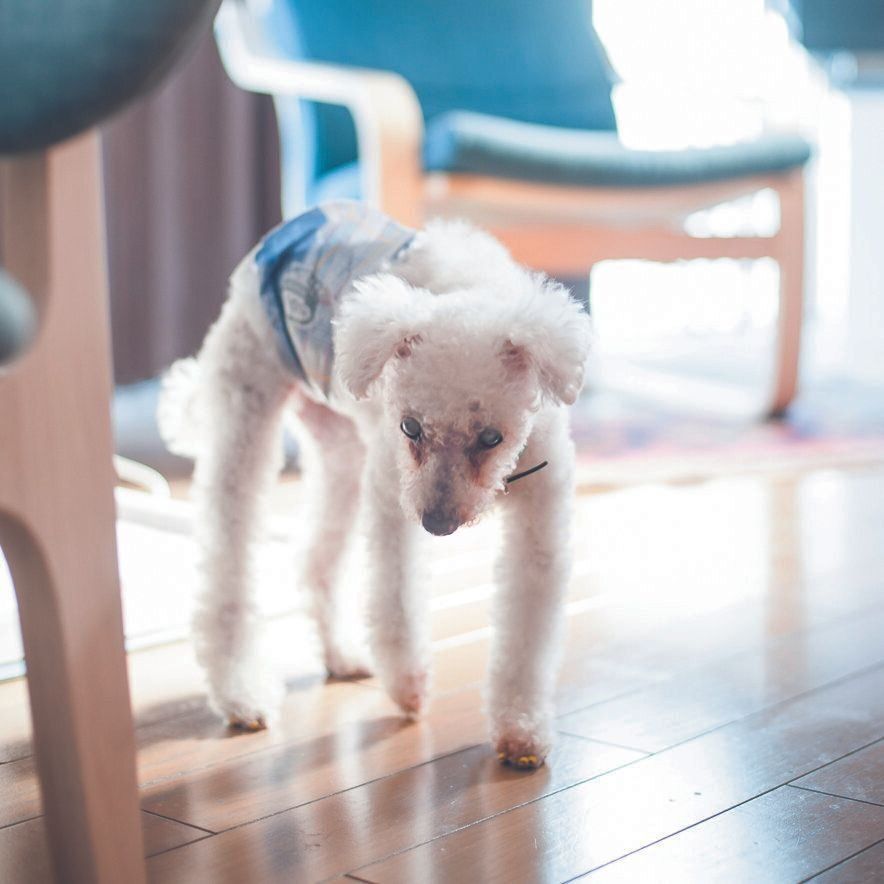 才越え のご長寿犬ミルクくん 長生きの秘訣を聞きました いぬのきもちweb Magazine