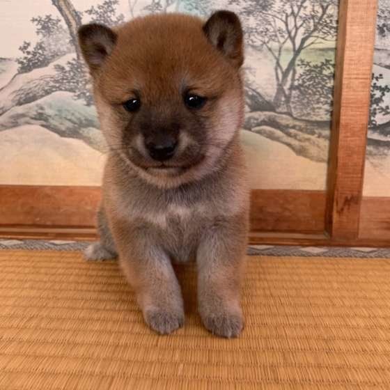 赤ちゃんの柴犬