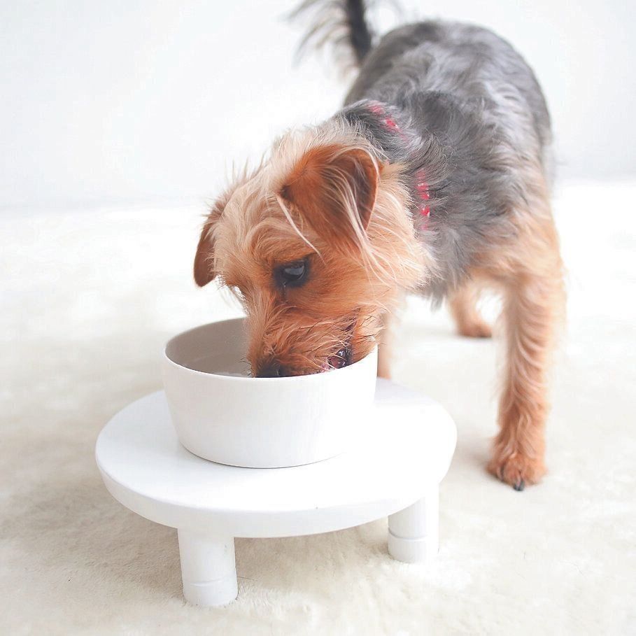 食後に水を飲まない犬には、粒状のおやつを浮かべる、ペースト状のおやつを溶かすなどの工夫を。難なく水を飲む犬なら、飲み水にマウスクリーナーを入れても◎