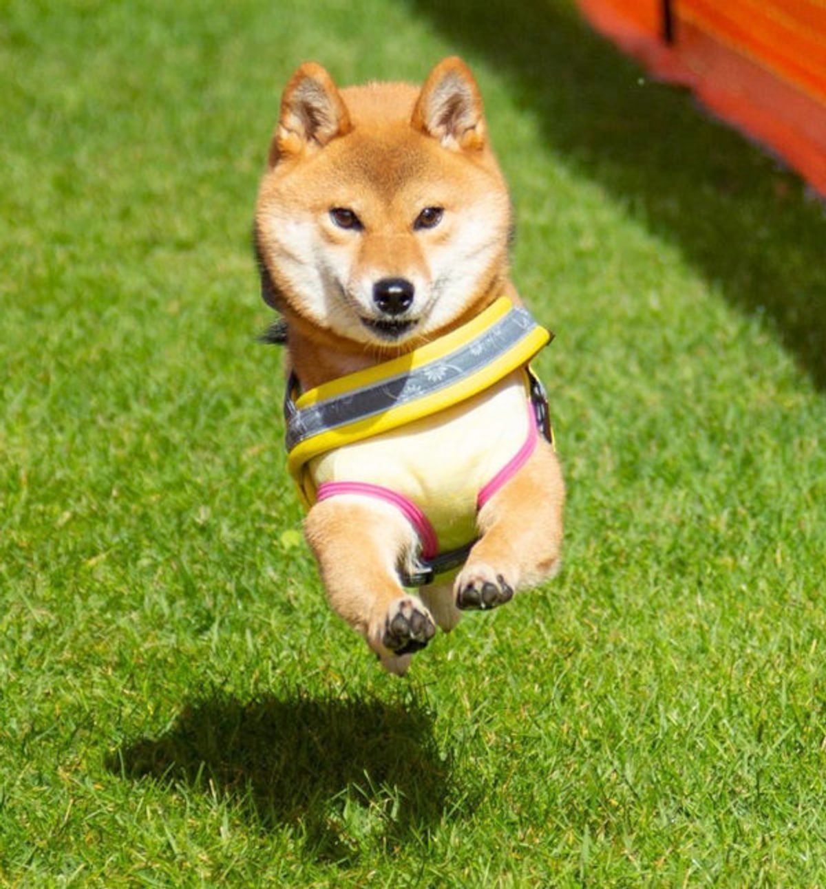 ギャップがスゴい おっさん化 しつつある柴ちゃんがおもしろすぎ いぬのきもちweb Magazine ギャップがスゴい おっさん化 しつつある柴ちゃんがおもしろすぎ いぬのきもちweb Magazine