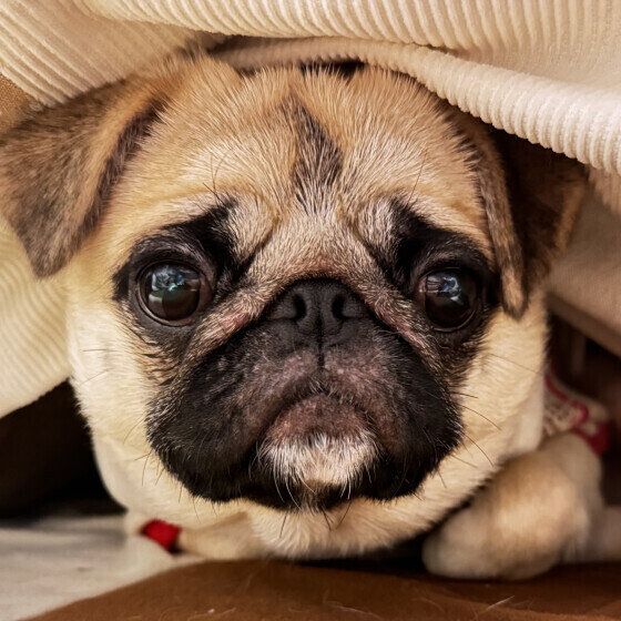 愛情不足の犬がみせるサインとは？ 心と体の変化を獣医師に聞いた いぬのきもち