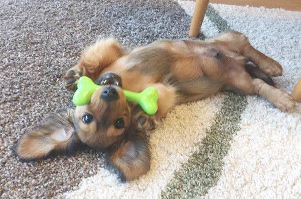 おもちゃで遊ぶミニチュア・ダックスフンド
