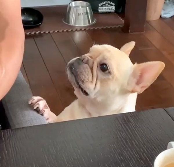 見つめるフレンチ・ブルドッグ