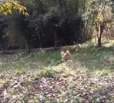 お外が大好き柴犬ももちゃん