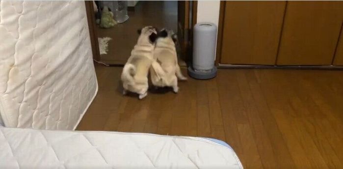 走っていくあずきちゃんとゆずちゃん