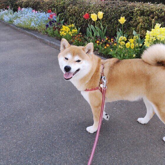 散歩するももちゃん（柴）