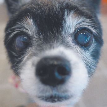 写真協力／WANCOTT