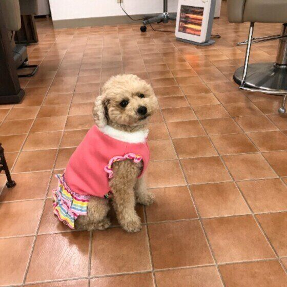 寒がりな犬っているの？寒さに強い犬と弱い犬の特徴 いぬのきもち