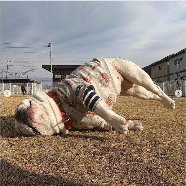 公園で遊ぶフレンチ・ブルドッグ