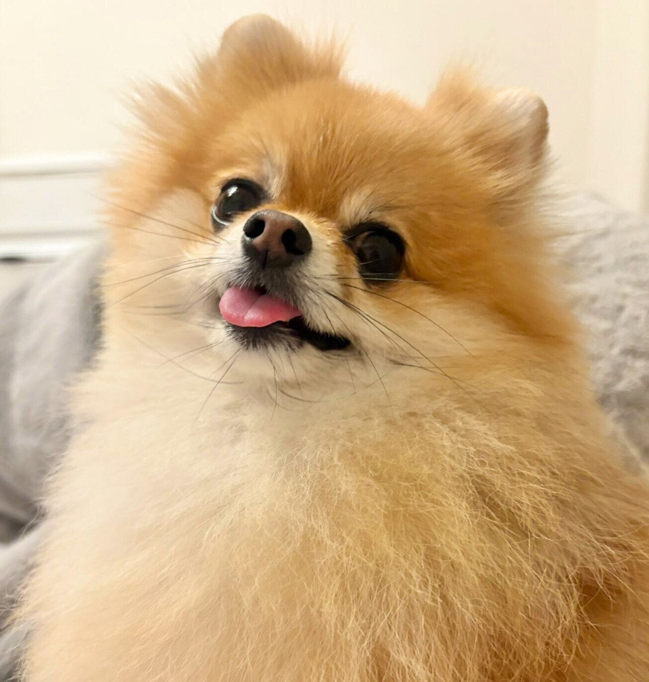 4才になったぽんずちゃん。