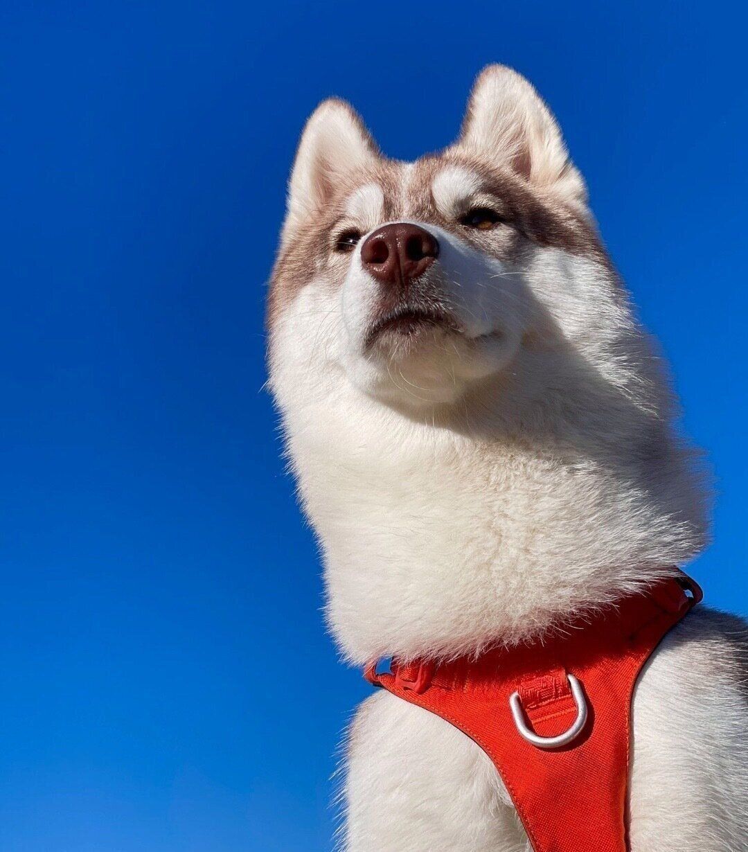 キリッとした表情をするミルテちゃん