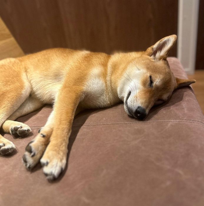 スヤスヤ眠る晴くん