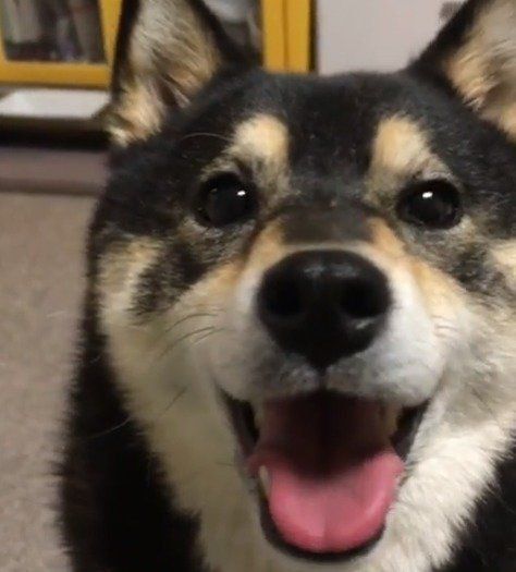ニコニコ笑顔の柴犬アコちゃん