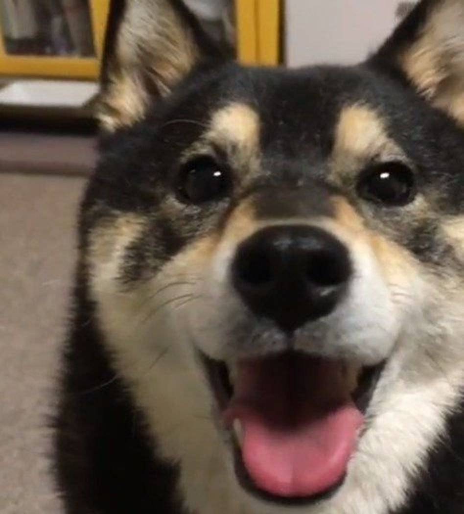 見たらいいことある 柴犬のさりげな いウィンクを探せ いぬのきもちweb Magazine 見たらいいことある 柴犬のさりげな いウィンクを探せ いぬのきもちweb Magazine