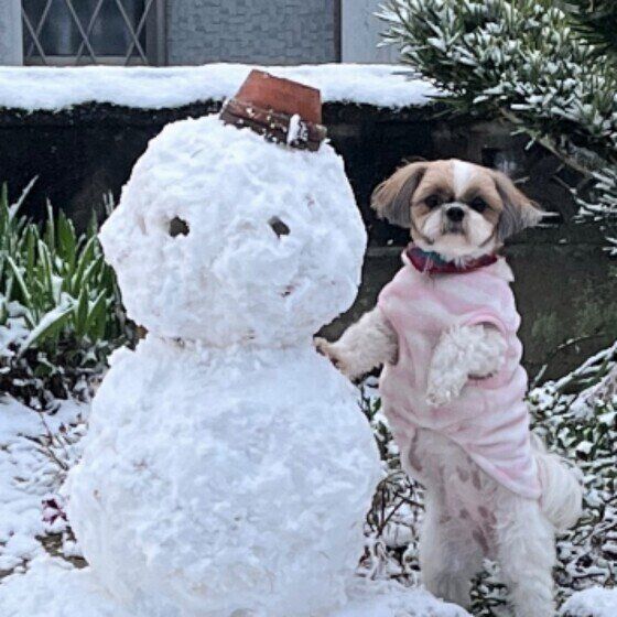 シー・ズーのプリンちゃん