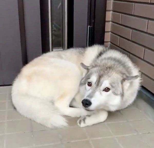 シベリアン・ハスキーのユキちゃん