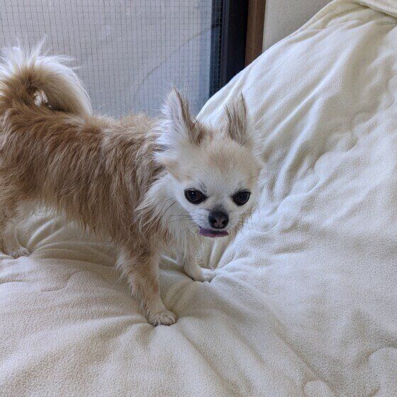 犬がシャンプーや水遊び後に暴れたり、地面やタオルに体をこすりつける理由とは いぬのきもち